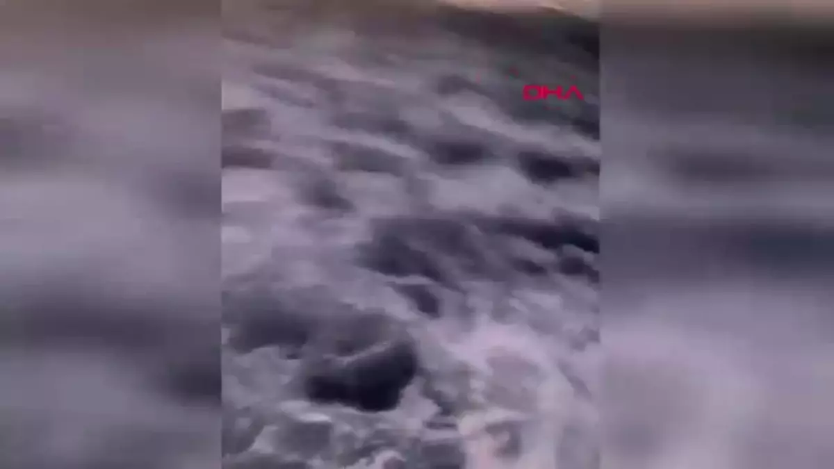 Çanakkale’de Gırgır Teknesiyle 17 Ton Sardalya Avlandı