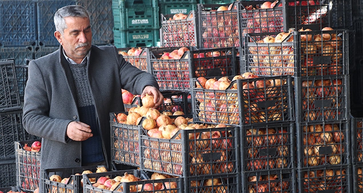Kalp dostu zivzik narının hasadı başladı: Kilosu 30 liradan satılıyor