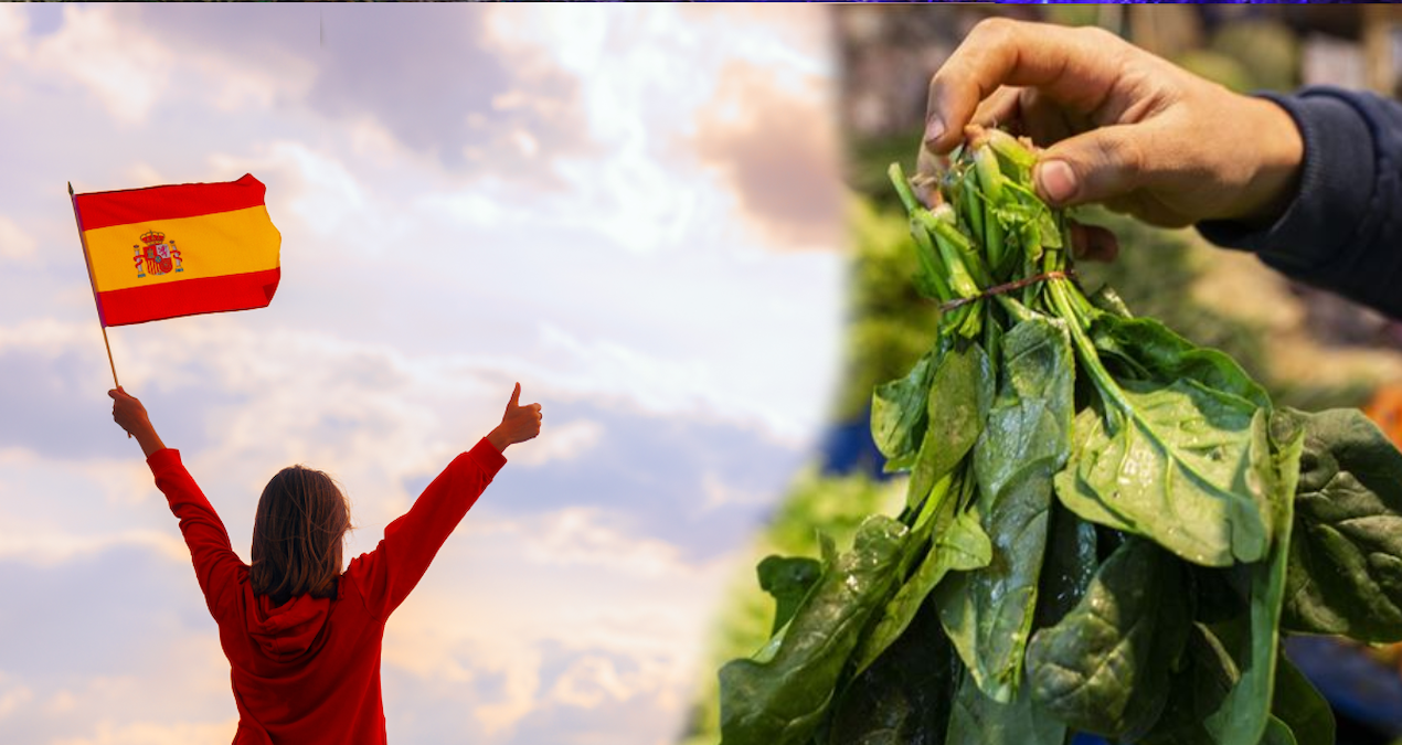 İspanyollar işte bu yüzden avuç avuç Ispanak yiyor: Nedeni sadece sağlık değil